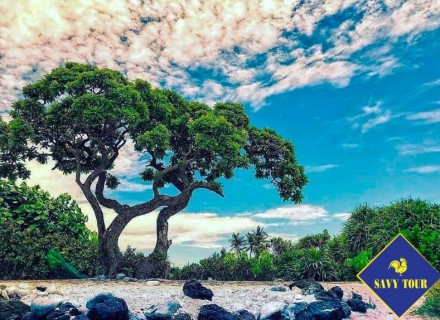  Tour Lý Sơn 3 ngày 2 đêm từ Cảng Sa Kỳ