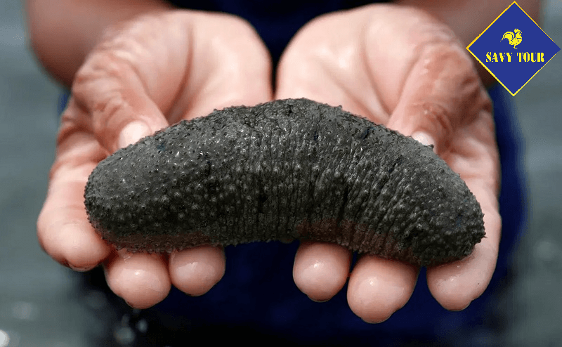 Hải Sâm Đảo Lý Sơn