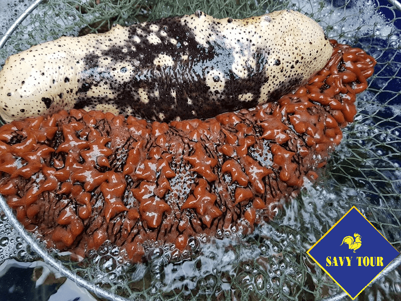 Hải Sâm Đảo Lý Sơn